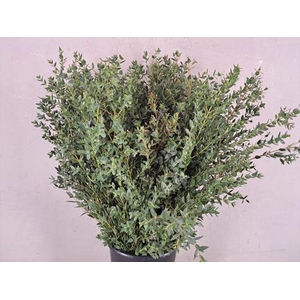 Eucalyptus Parvifoli Bs 300g