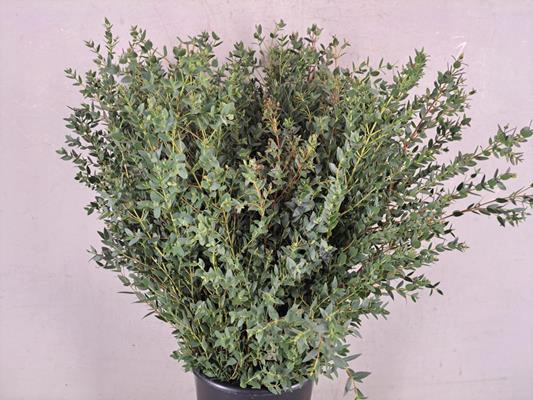 <h4>Eucalyptus Parvifoli Bs 300g</h4>