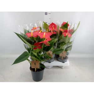 Anthurium andr. 'Esudo'