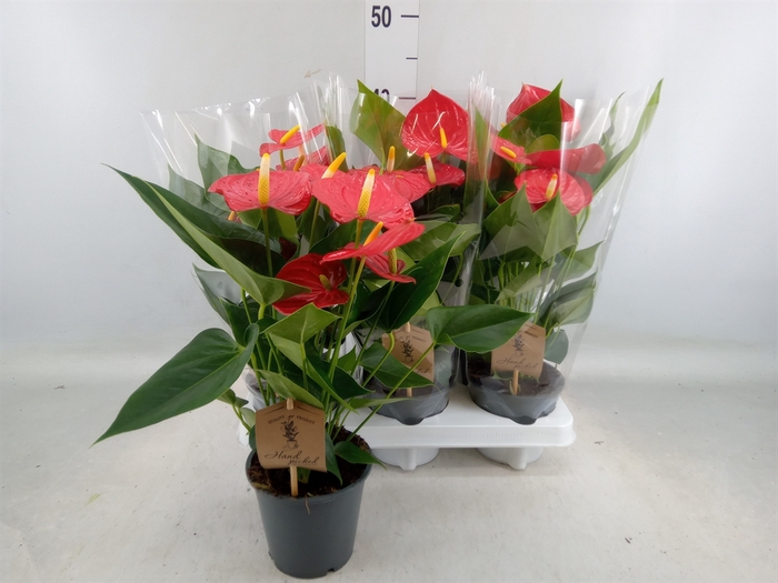 <h4>Anthurium andr. 'Esudo'</h4>