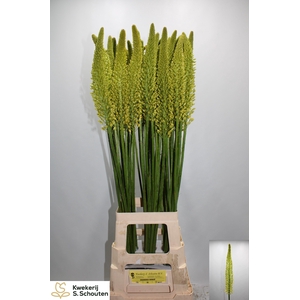 EREMURUS STENOPHYLLU