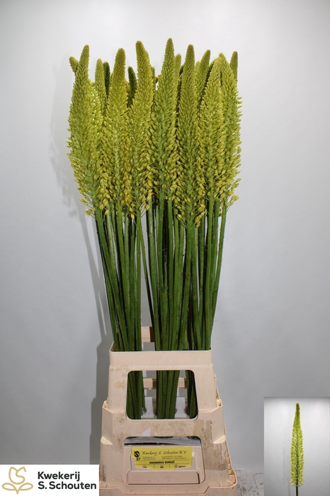 <h4>EREMURUS STENOPHYLLU</h4>