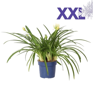Agapanthus 7 stek pot 32 wit grootbloemig knoppen boven gewas