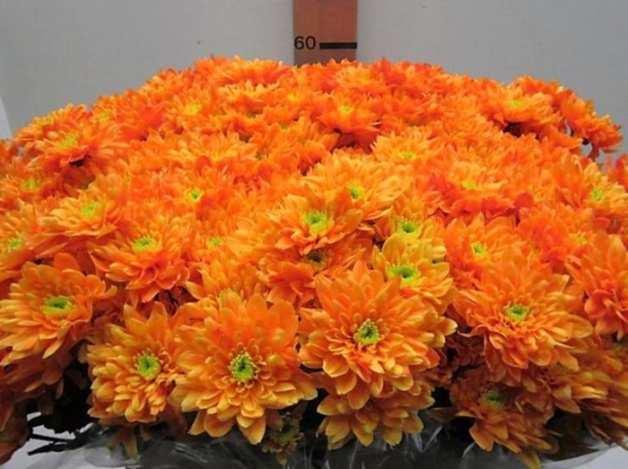 <h4>Chr T Euro Oranje</h4>