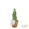 SANSEVIERIA CYLINDRICA P9 BRAID COCOZ