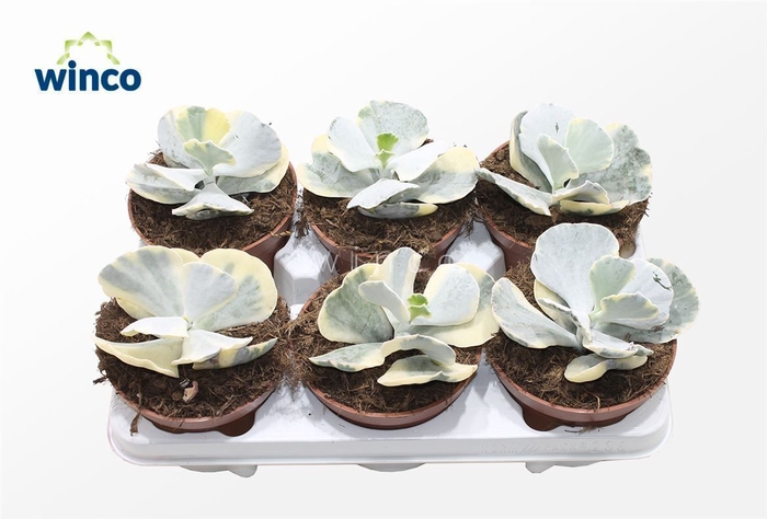 <h4>Cotyledon Variegata</h4>
