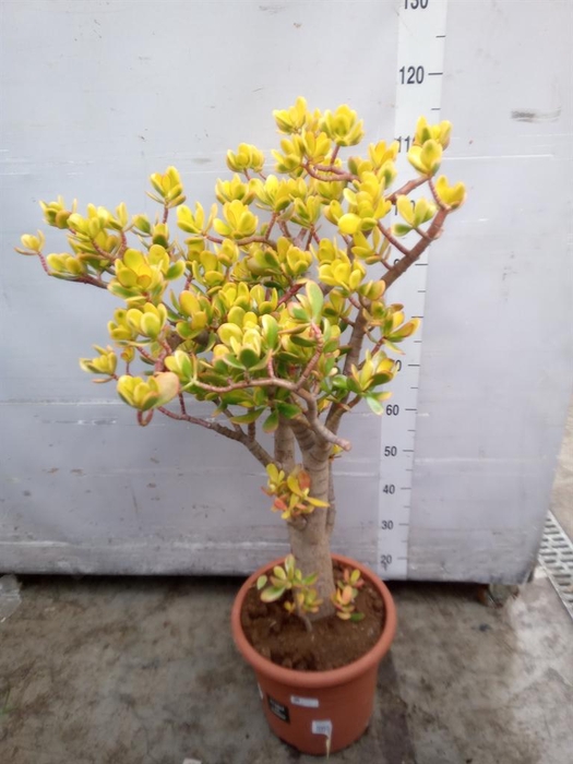 <h4>Crassula ovata 'Sunset'</h4>