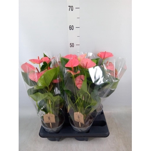 Anthurium andr. 'Sweet Dream'