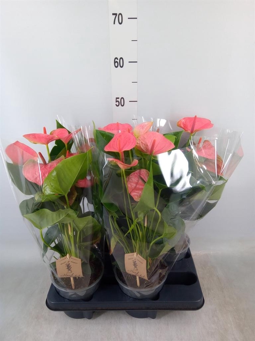 <h4>Anthurium andr. 'Sweet Dream'</h4>
