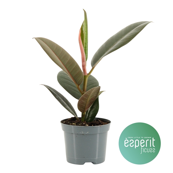 <h4>Ficus elastica Robusta</h4>