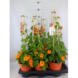 Thunbergia alata 'Orange BlackEye'