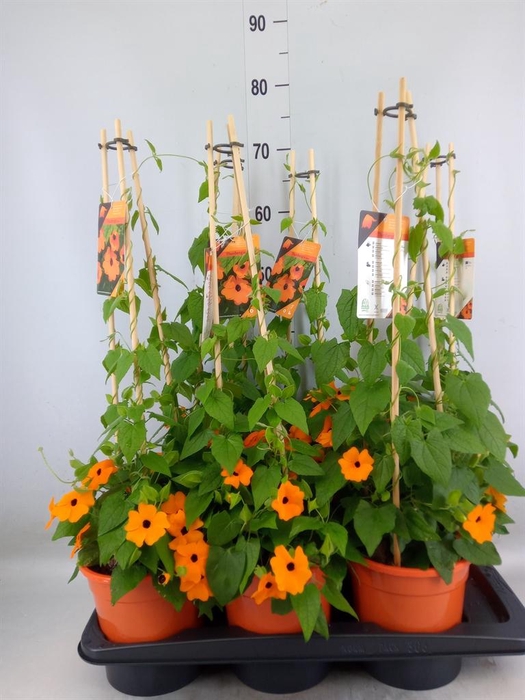 <h4>Thunbergia alata 'Orange BlackEye'</h4>