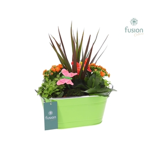 Schaal zink ovaal met Arrangement