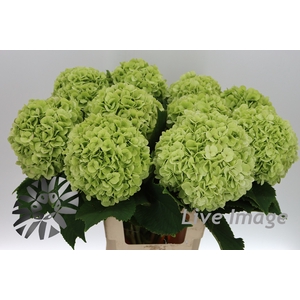 Hydrangea cannonball classic