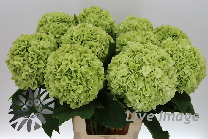 <h4>Hydrangea cannonball classic</h4>