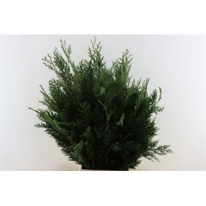 Chamaecyparis Law Bl De Luxe