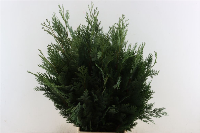 <h4>Chamaecyparis L Blue De Luxe</h4>