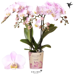 Kolibri Orchids Phalaenopsis Mineral Portugal 2 spike