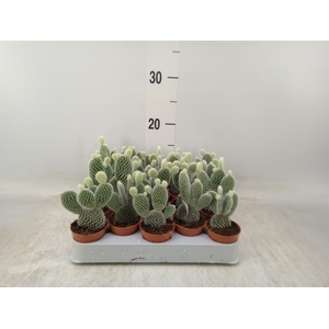 Opuntia microdasys 'Albispina'