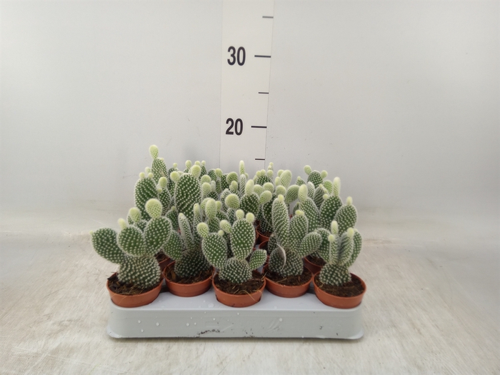 <h4>Opuntia microdasys 'Albispina'</h4>