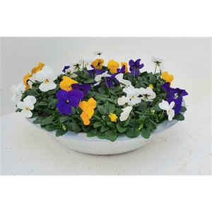 viola co zink trio geel wit blauw