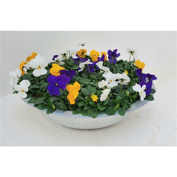 <h4>viola co zink trio geel wit blauw</h4>