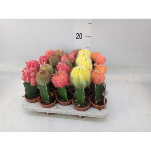 Cactus   ...mix