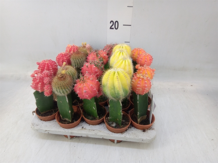 <h4>Cactus   ...mix</h4>