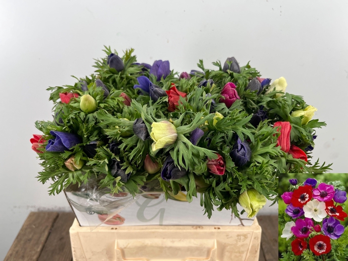 <h4>ANEM CO MAR GEM</h4>