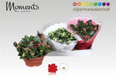 <h4>KAL GE GEM 2 KL</h4>