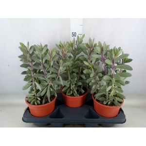 Senecio crassissimus