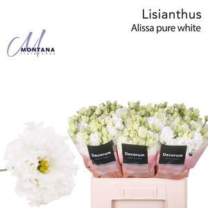 Lisianthus Alissa pure white 60cm
