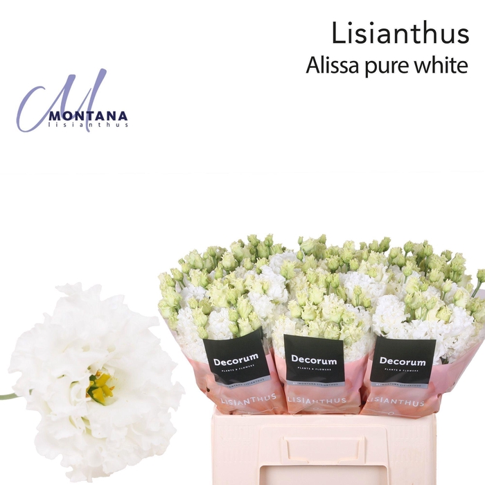 <h4>Lisianthus Alissa pure white 60cm</h4>