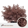 Limonium DYED Rose Gold