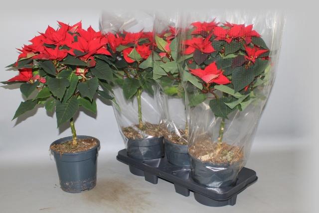 <h4>EUPHOR P CHR F RED</h4>