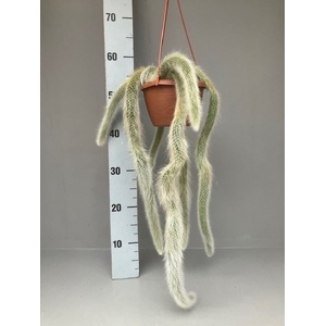 Cactus   ...