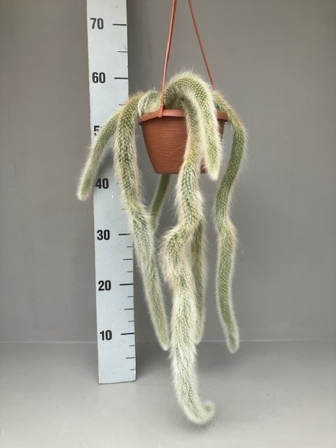 <h4>Cactus   ...</h4>