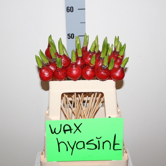 <h4>Bloembol Hyacint Ov</h4>