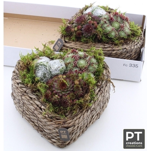 ARR SEMPERVIVUM