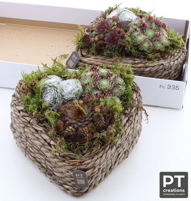 <h4>ARR SEMPERVIVUM</h4>