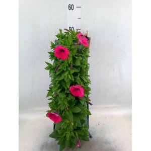 Perkplanten   ...sorted   [Bedding]