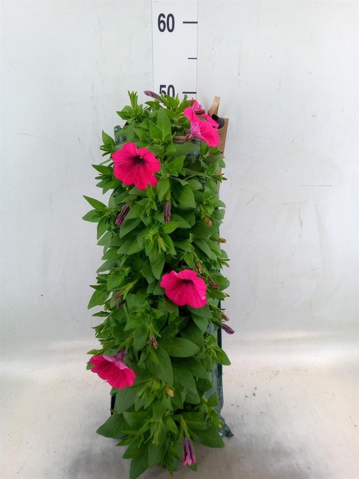 <h4>Perkplanten   ...sorted   [Bedding]</h4>