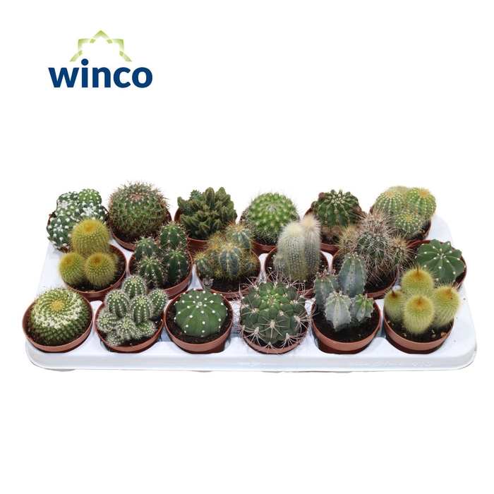 <h4>CACTUS GEM</h4>