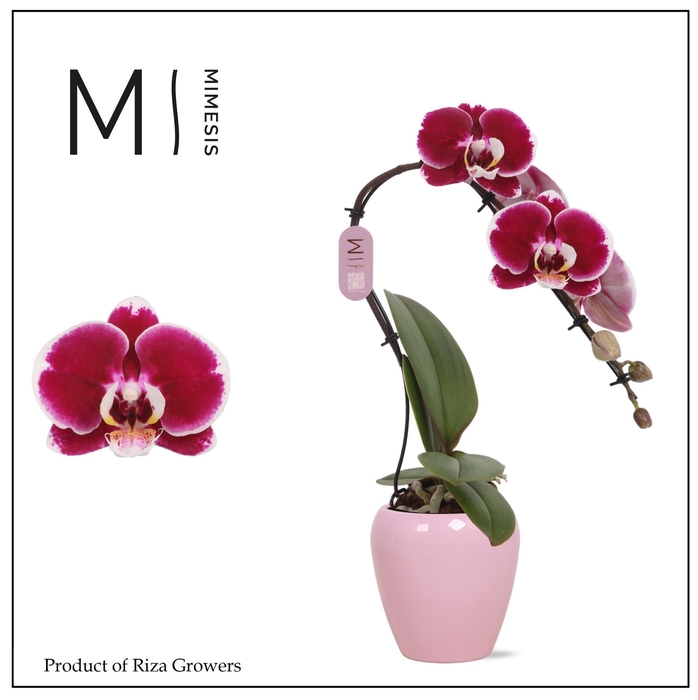 <h4>Phalaenopsis Swan Red 1 spike – 7cm in Martine Pink | Mimesis</h4>