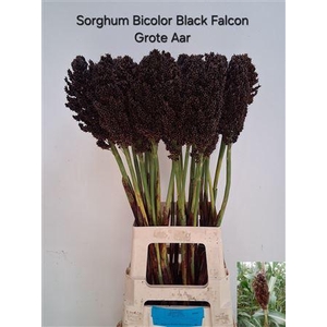 SORGHUM BICOLOR