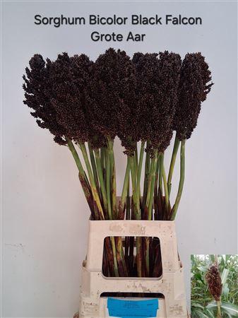 <h4>SORGHUM BICOLOR</h4>