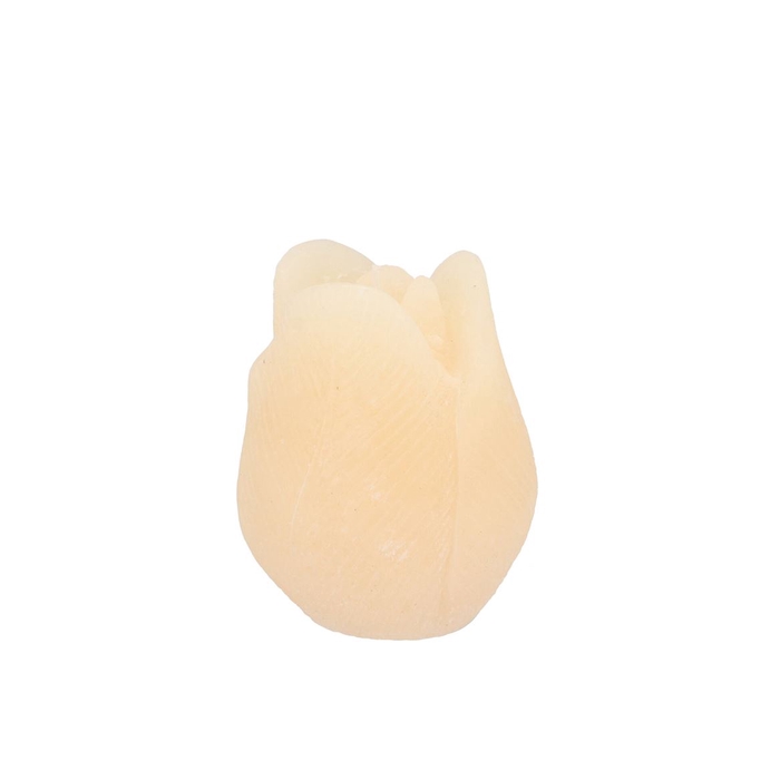 <h4>Candle Tulip Ivory 7x8cm</h4>