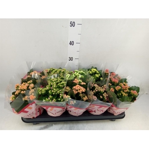 Kalanchoe blos.   ..rosebud mix  5