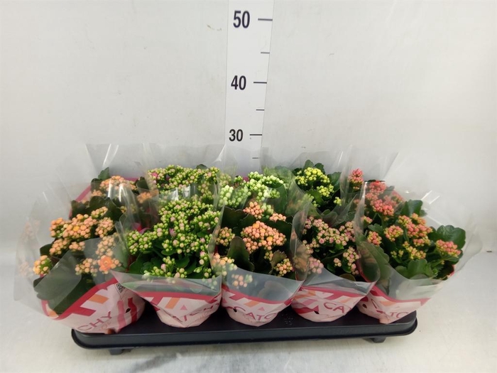 <h4>Kalanchoe blos.   ..rosebud mix  5</h4>