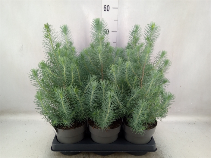 <h4>Pinus pinea 'Silver Crest'</h4>